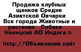 Продажа клубных щенков Средне Азиатской Овчарки - Все города Животные и растения » Собаки   . Ненецкий АО,Индига п.